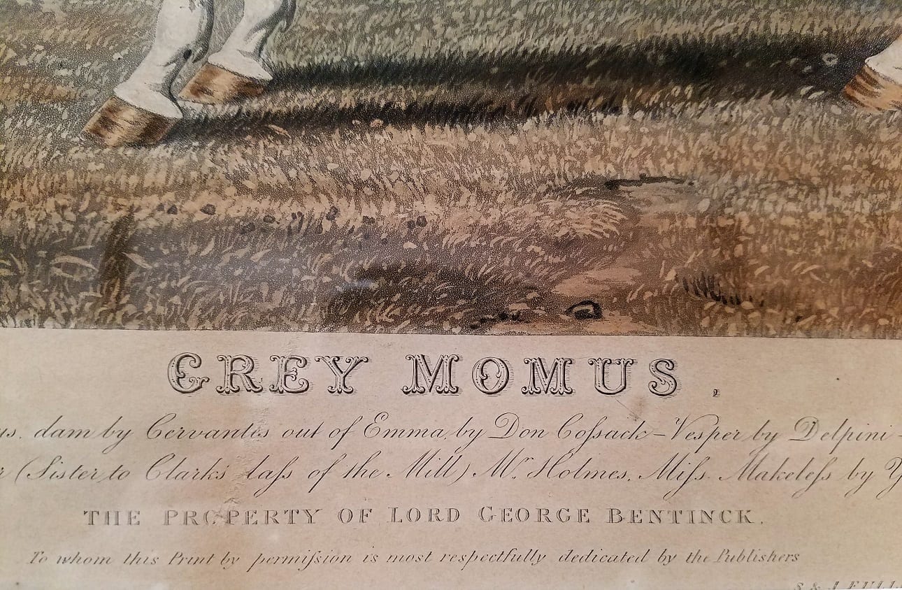 Grey Momus by Herring