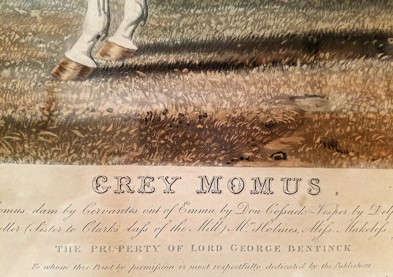 Grey Momus by Herring